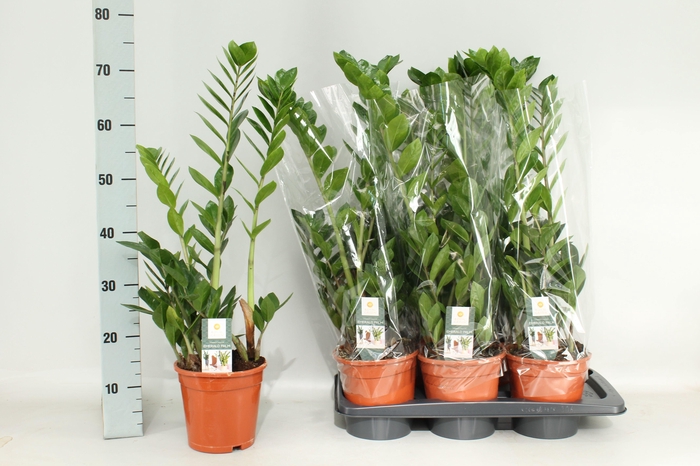 <h4>ZAMIO ZAMIIFOLIA</h4>