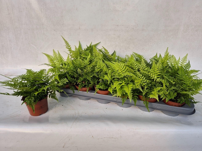 <h4>Athyrium   ...</h4>