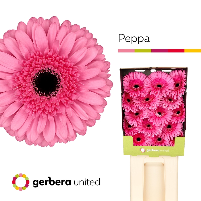 <h4>Gerbera Peppa Diamond</h4>