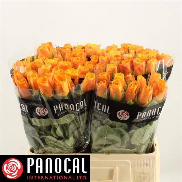 <h4>R GR CONFIDENTIAL</h4>