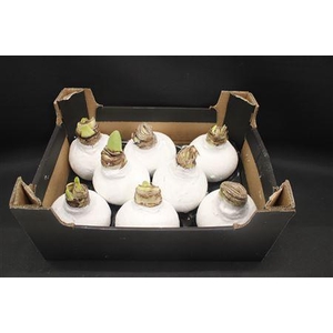 Amaryllis Bol Wit Glitter