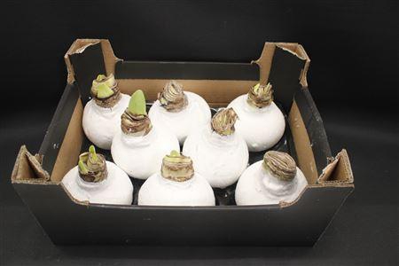 <h4>Amaryllis Bol Wit Glitter</h4>