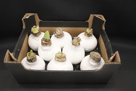 <h4>Amaryllis Bol Wit Glitter</h4>