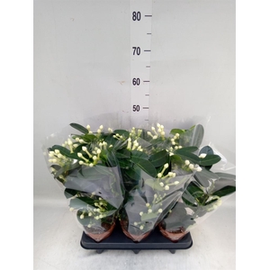 Stephanotis floribunda   ...