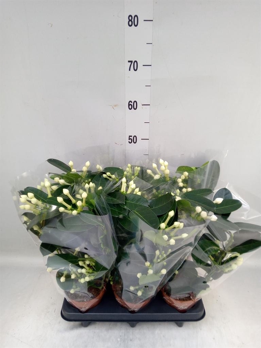 <h4>Stephanotis floribunda   ...</h4>