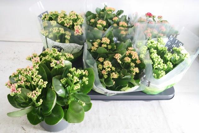 <h4>KAL GE GEM 4 KL</h4>