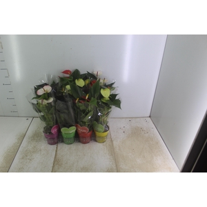ANTHURIUM VARIADO P09
