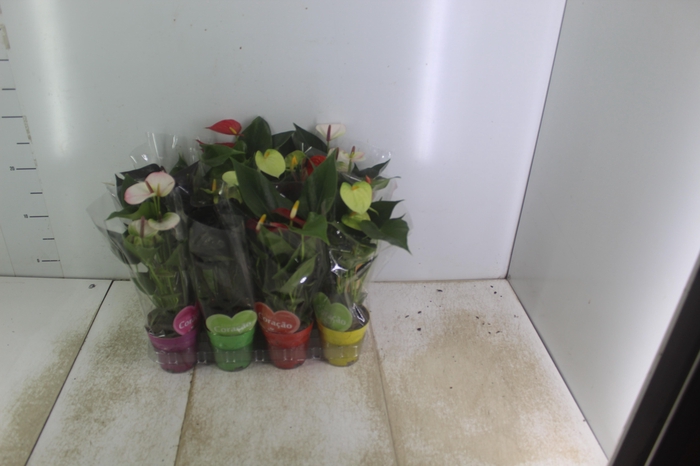 <h4>ANTHURIUM VARIADO P09</h4>