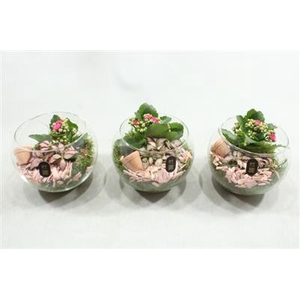 2615 ROZE BOLGLAASJE