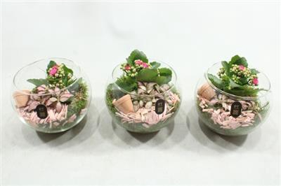 <h4>2615 ROZE BOLGLAASJE</h4>