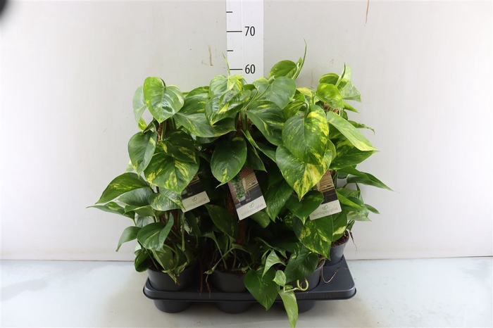 <h4>Epipr Aureum Mosstok</h4>