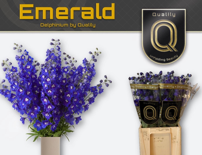 <h4>DELPH DU EMERALD 70CM X40</h4>