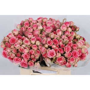 R TR MIMI EDEN 40 cm