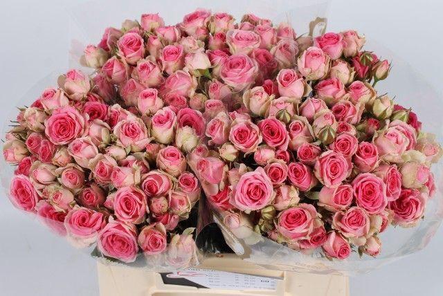 <h4>R TR MIMI EDEN 40 cm</h4>