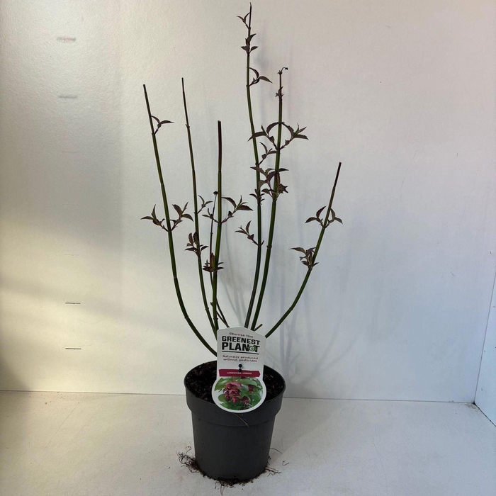 Leycesteria formosa