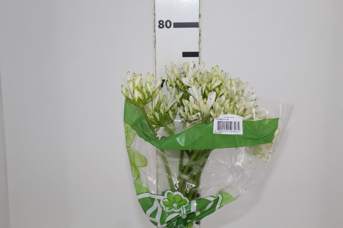 <h4>AGAPANTHUS BRANCO</h4>