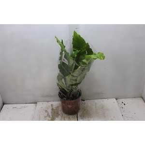 ASPLENIUM NIDUS P17