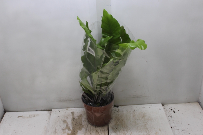 <h4>ASPLENIUM NIDUS P17</h4>