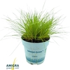 Deschampsia Tatra Gold