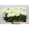Dahlia Snow Cap