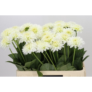 Dahlia Snow Cap