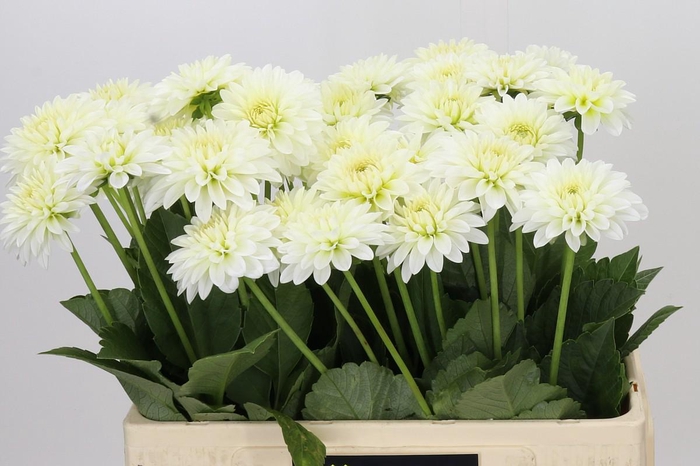 <h4>Dahlia Snow Cap</h4>