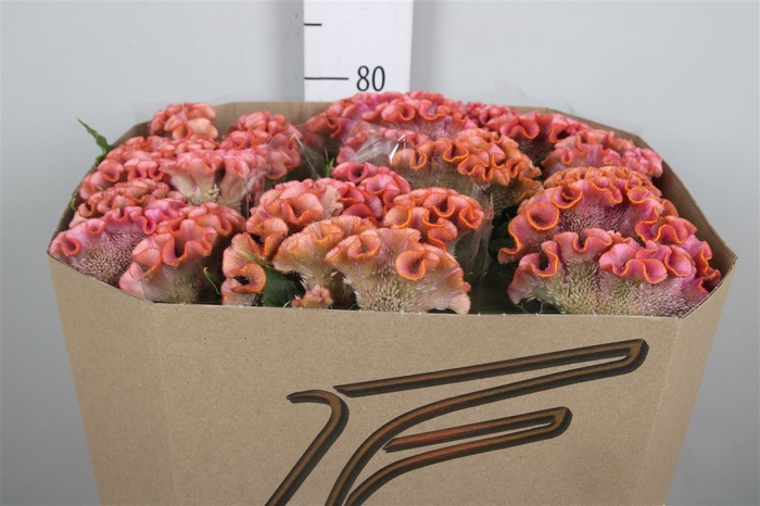 <h4>Cel C Bar Bossa</h4>