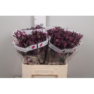 Anigoz Bush Merlot