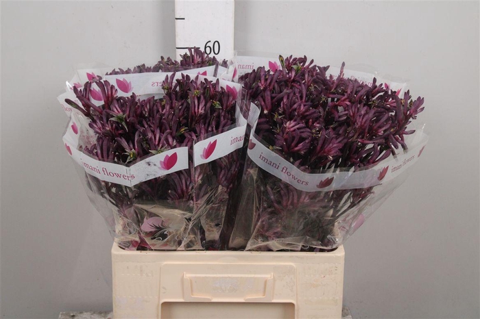 <h4>Anigoz Bush Merlot</h4>