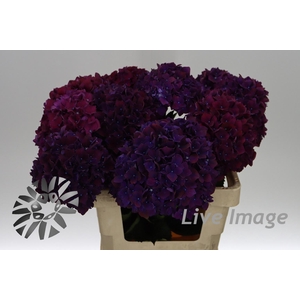 Hydrangea mag ruby red purple