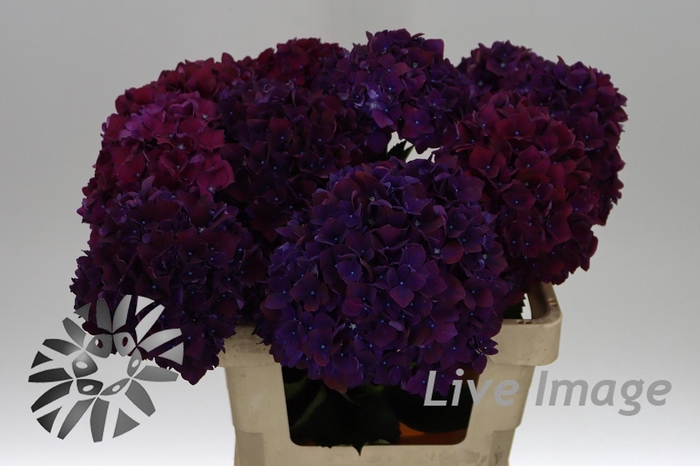 <h4>Hydrangea mag ruby red purple</h4>