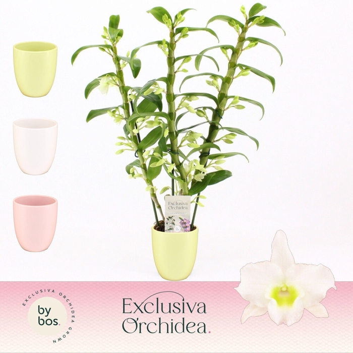 <h4>Dendrobium Nobilé, Apollon 3-spike in Lotte Mix' Exclusiva Orchidea'</h4>