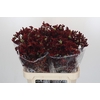 Anigozanthos Early Spring