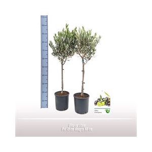 Olea stam TC Pot+ Schotel