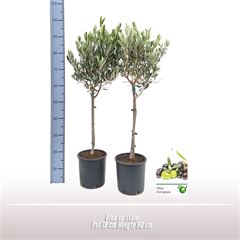 <h4>Olea stam TC Pot+ Schotel</h4>