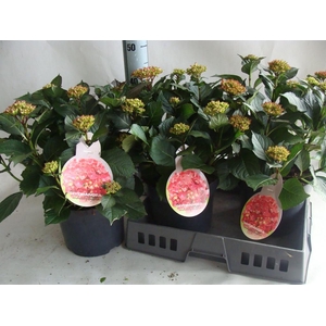 Hydrangea mac.   ...