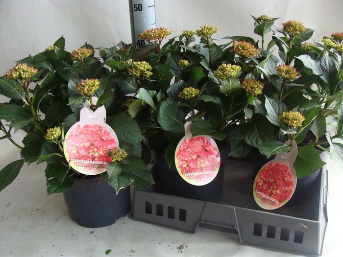 <h4>Hydrangea mac.   ...</h4>