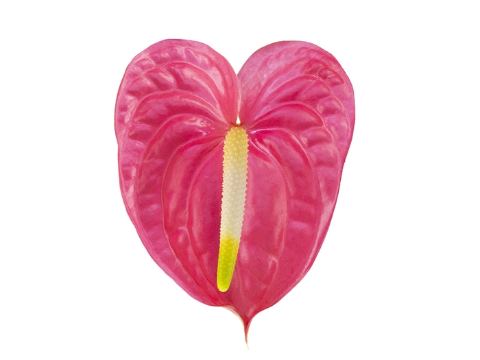 <h4>ANTHURIUM NEON 13/15 045 CM DIAM MIN 13 CM ROSA</h4>