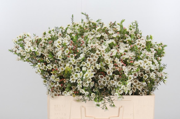 <h4>Chame Me Sirius</h4>