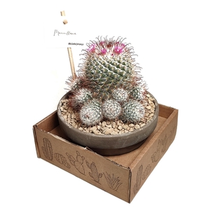 MAMMILLARIA BOMBYCINA IN TERRACOTTA BOWL Ø 15 - IN CARDBOARD BOX 15X15 CM (CACTUS)