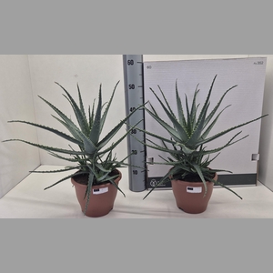 ALOE ARBORESCENS