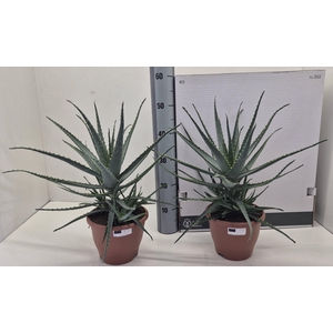 ALOE ARBORESCENS