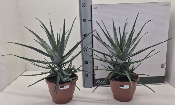 <h4>ALOE ARBORESCENS</h4>