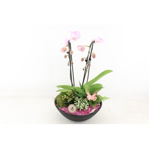 arr2 PL - Ebbischaal phal cascade roze