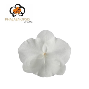Phalaenopsis White Serenity