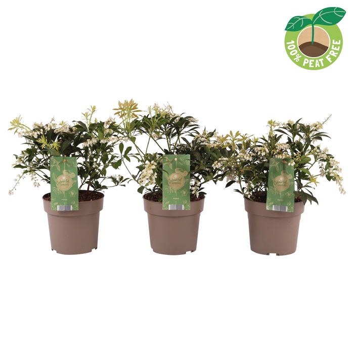 <h4>Pieris Jap Temple Bells</h4>