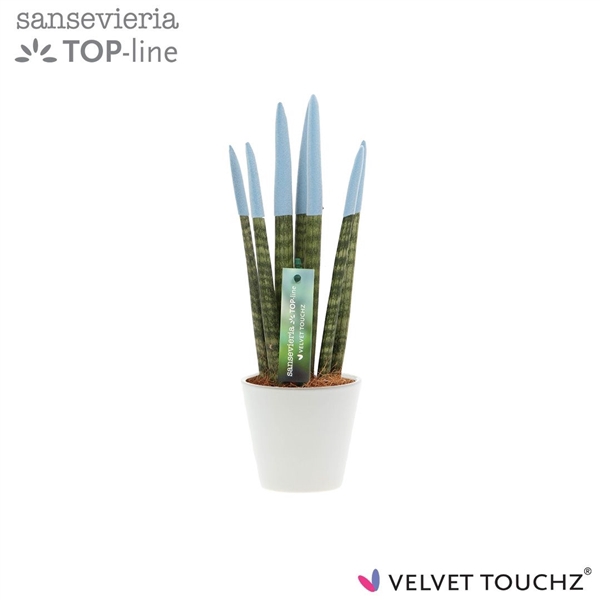 <h4>Sansevieria VELVET TOUCHZ® Pastel Blauw In keramiek R'dam</h4>