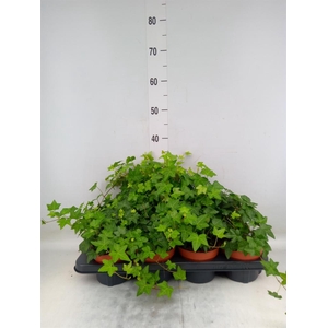 Hedera helix 'Pittsburgh'