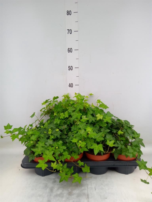<h4>Hedera helix 'Pittsburgh'</h4>