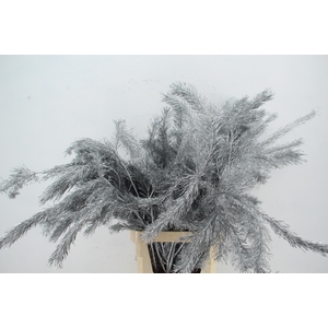 Pinus Alaska per stem 100cm Zilver
